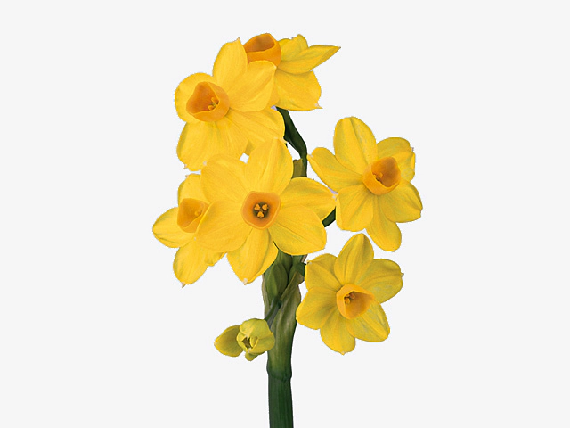 Narcissus (Tazetta Grp) 'Grand Soleil d'Or'