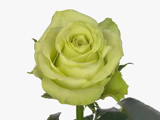 Роза крупноцветковая "Green Gene"