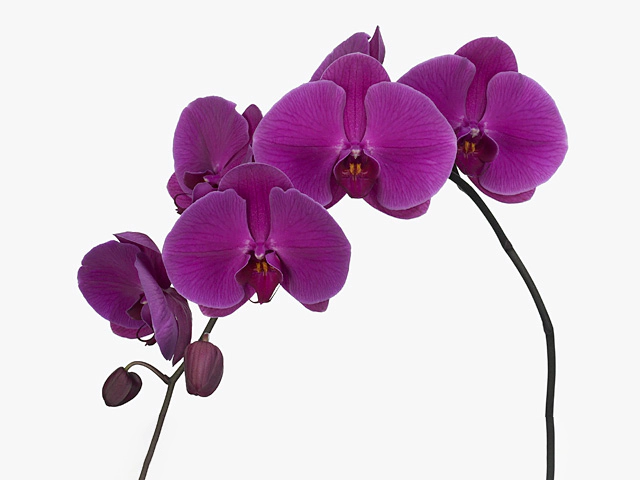 Phalaenopsis per flower Purple Haze