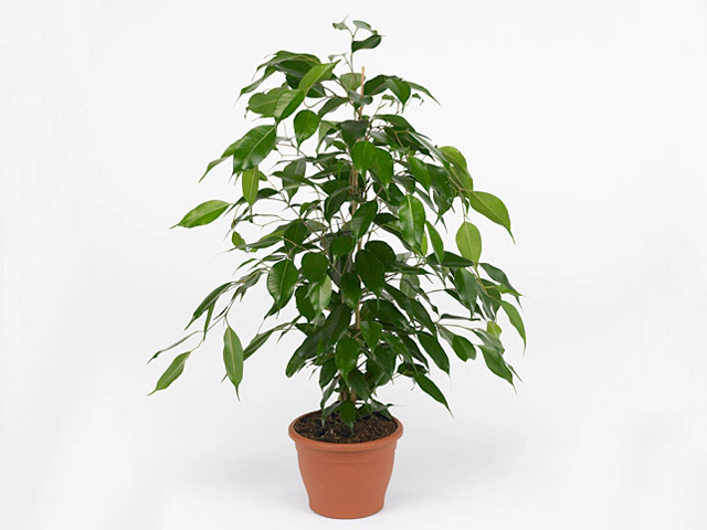 Ficus benjamina 'Danita'