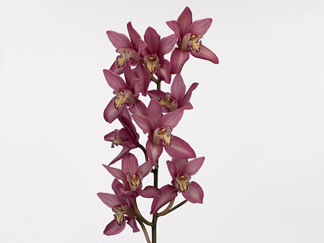 Cymbidium mini Ruby Heart 'Ina'