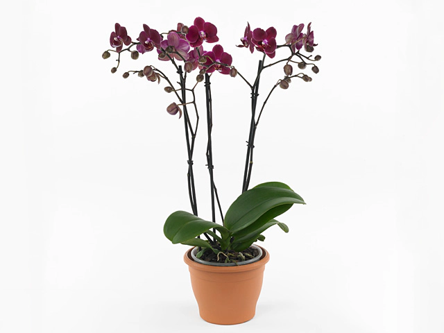 Phalaenopsis Multifloratypes Reduction