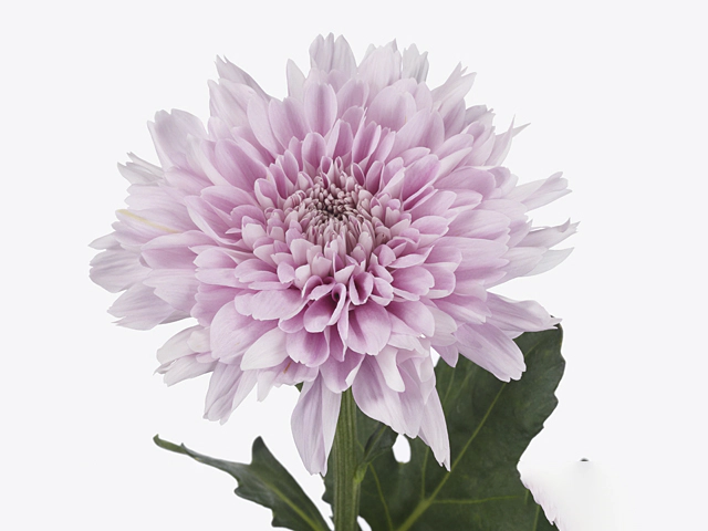 Chrysanthemum (Indicum Grp) disbudded Kalimba