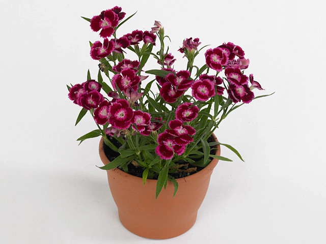 Dianthus chinensis Lake Biwa