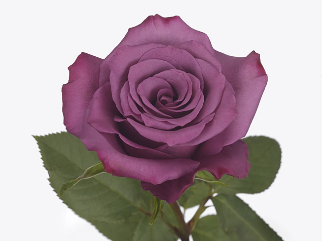 Rosa large flowered Violet Hill+