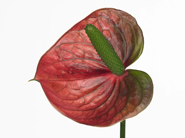 Anthurium (Andreanum Grp) Violet Heart