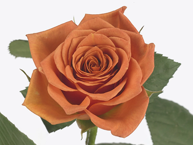 Роза крупноцветковая "Smart"