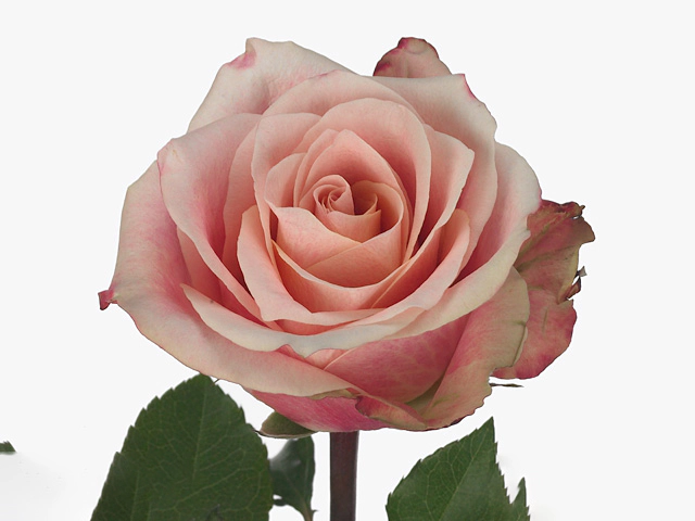 Rosa large flowered Apple Blossom