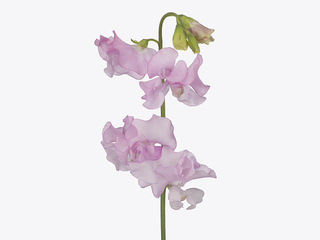 Lathyrus odoratus (Spencer Grp) 'Parfum Pastel Pink'