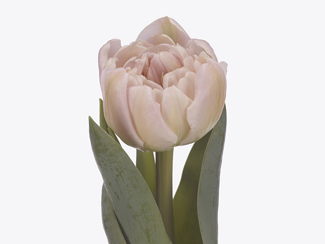 Tulipa (Double Early Grp) 'Pink Mist'