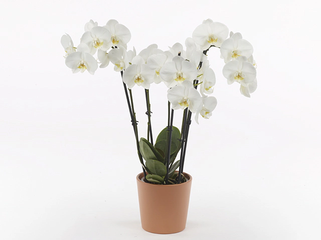 Phalaenopsis Anthura Ghent