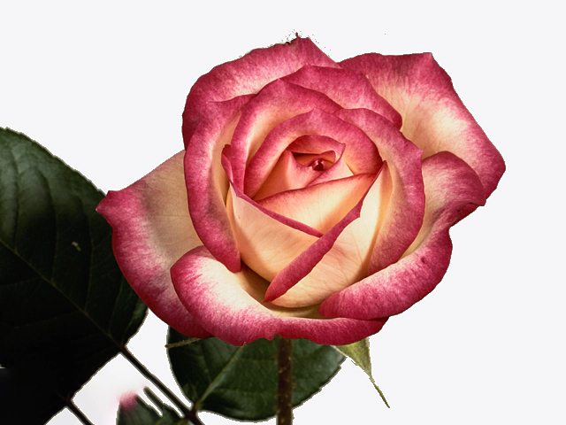 Rosa small flowered Minuette