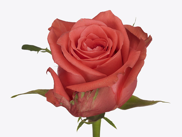 Роза крупноцветковая "Castella"