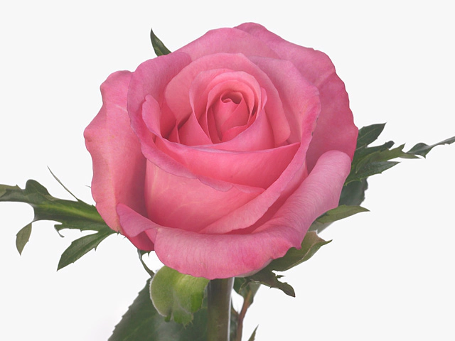 Rosa large flowered Lovely Jubilee