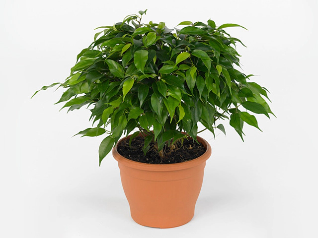 Ficus benjamina 'Green Kinky'