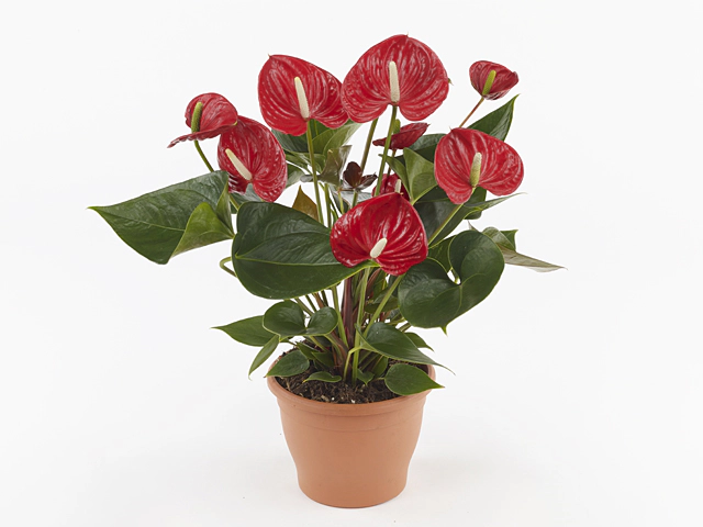 Anthurium (Andreanum Grp) Arisa Sprite