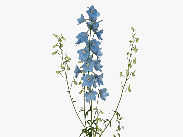 Delphinium single flowered 'Sky Waltz'