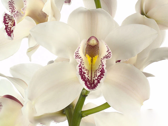 Cymbidium per flower Cal 'Cascade'