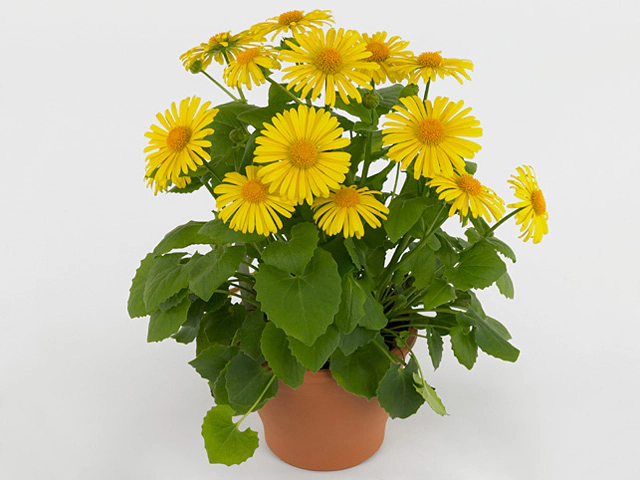 Doronicum orientale Leonardo Compact