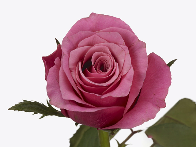Роза крупноцветковая "Hemera@"