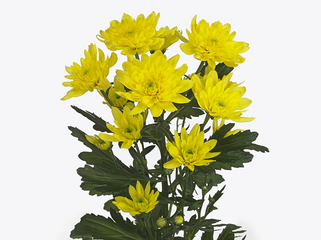 Chrysanthemum (Indicum Grp) spray Zehnya Sunny