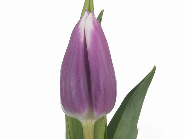 Тюльпан Триумф "Daan"