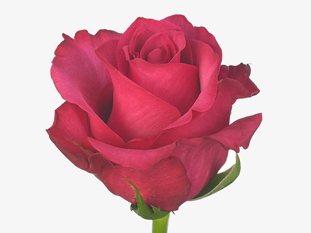 Роза крупноцветковая "Very Cherry"
