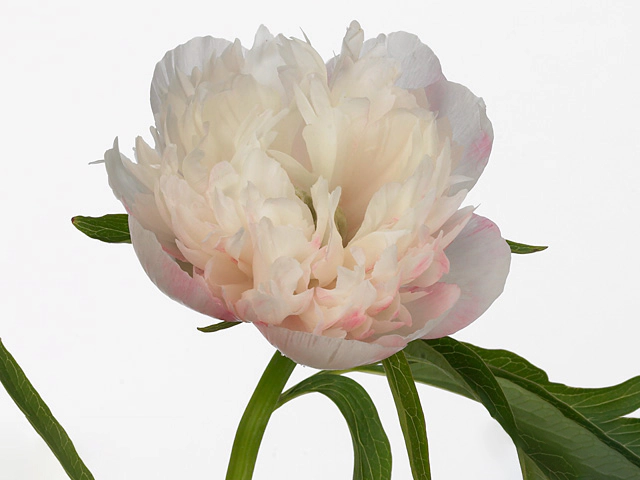 Paeonia officinalis 'Alba Plena'