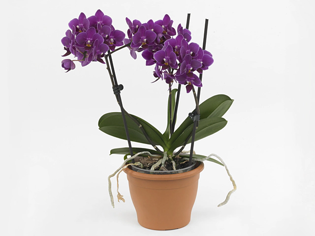 Phalaenopsis Multifloratypes Floriclone Kissy Lips