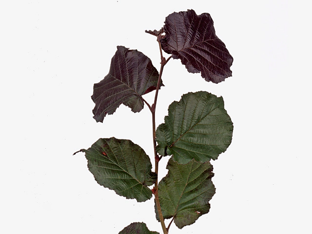 Corylus maxima 'Purpurea'