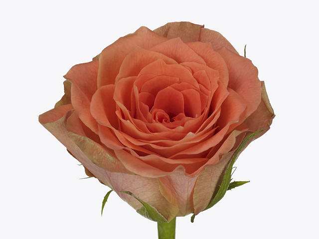 Rosa large flowered Florentine