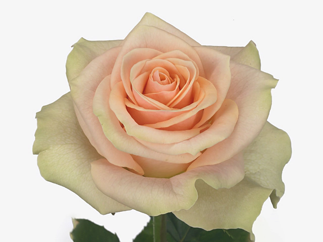 Роза крупноцветковая "Friends!"