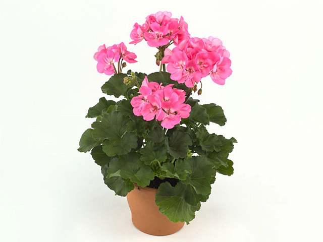 Pelargonium (Zonale Grp) Toscana Sil Anne