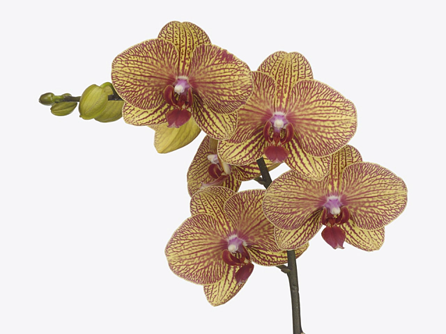 Phalaenopsis per flower KV Beauty