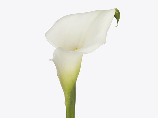 Zantedeschia 'White Present'