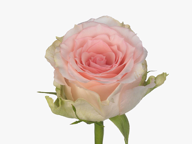 Роза крупноцветковая "Lorena"