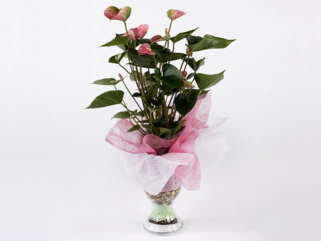 Anthurium arrangement other