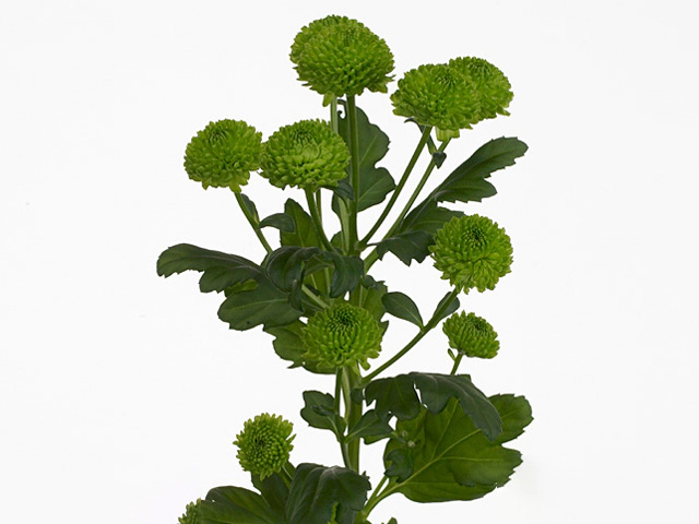 Chrysanthemum (Indicum Grp) spray santini Country