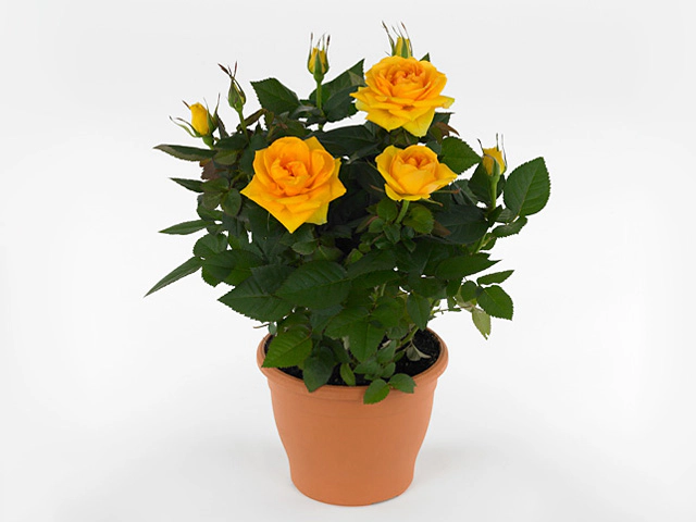 Роза "Silvia Hit"