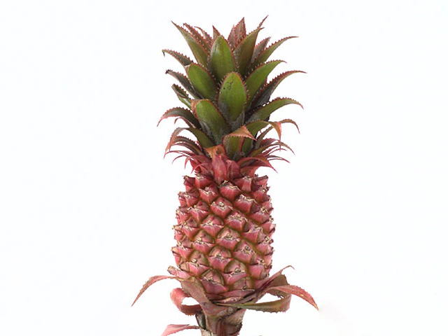 Ananas bracteatus 'Flamingo'