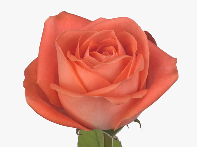 Rosa large flowered Giardina