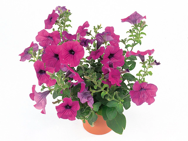 Petunia Jamboree Violet
