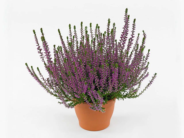 Вереск обыкновенный "Juvelis Lavender"