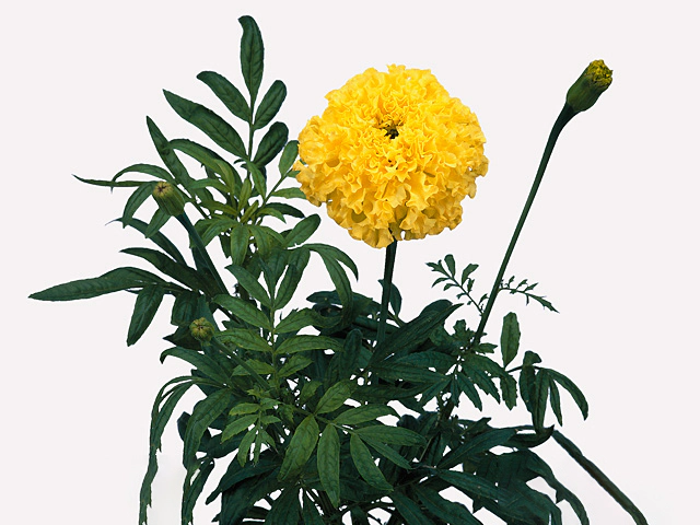 Tagetes (Erecta Grp) 'Nosento Limegreen'