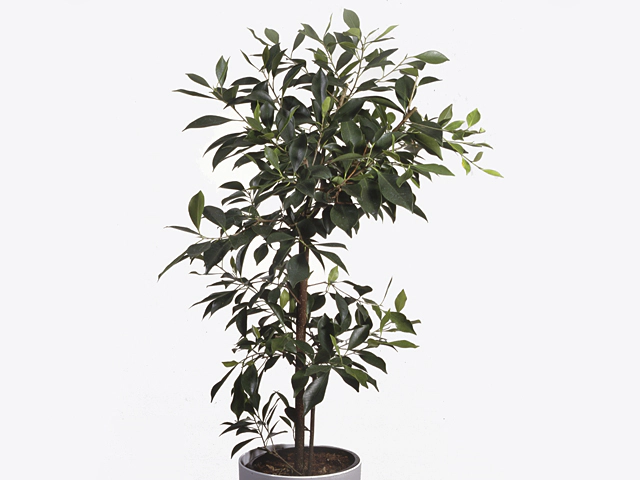 Ficus microcarpa other