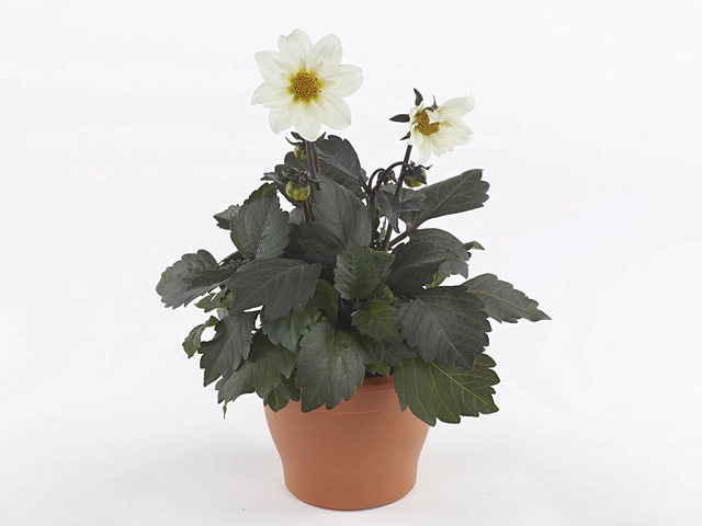 Dahlia (Single-flowered Grp) Dahlegria White