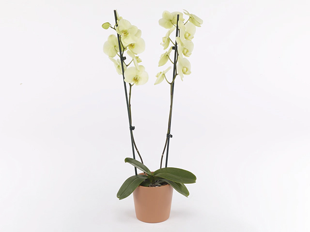 Phalaenopsis Floriclone Mint