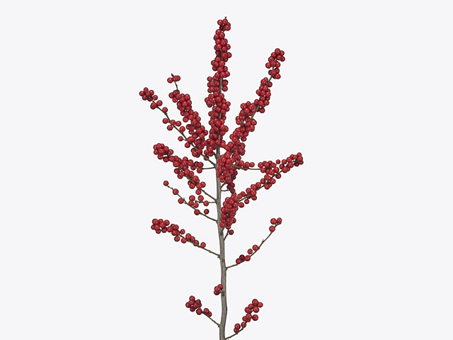 Ilex (berry) verticillata Magical Amarant