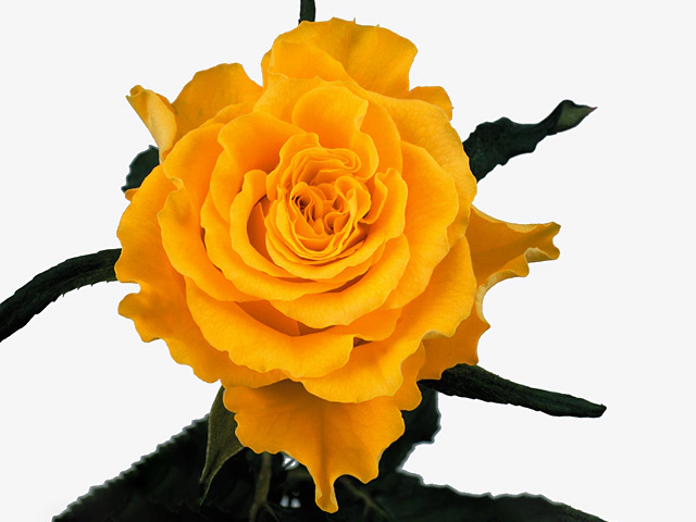 Роза крупноцветковая "Sphinx"