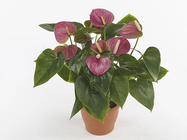 Anthurium (Andreanum Grp) Violet Love